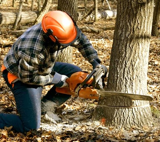 Tree Removal in New Cumberland, WV